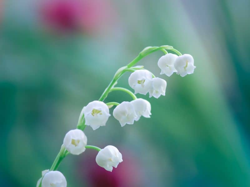 lily of the valley to represent Christ