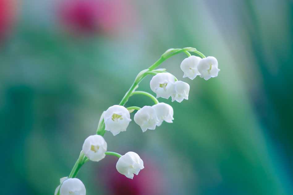 lily of the valley to represent Christ