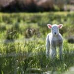 a lamb to represent the lamb of God