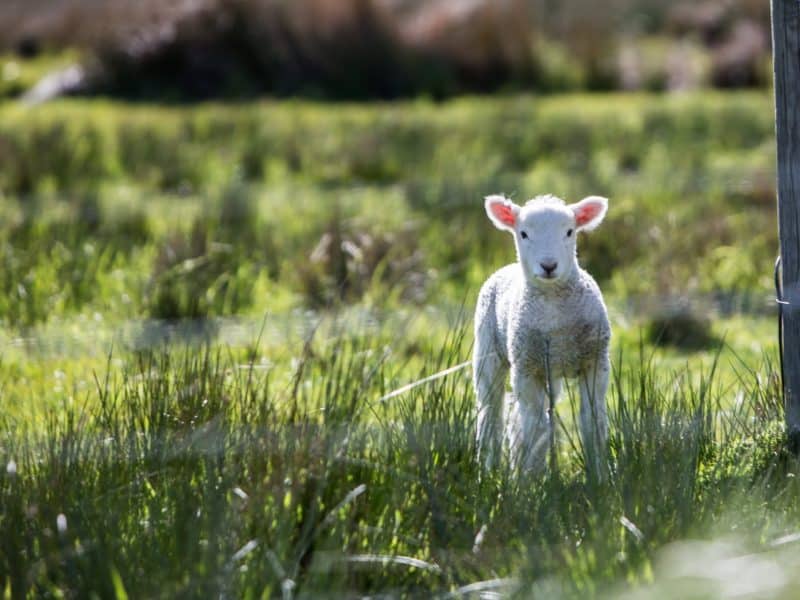 a lamb to represent the lamb of God