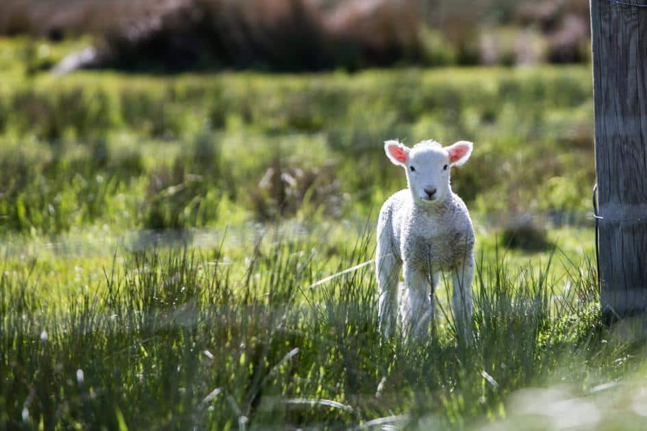 a lamb to represent the lamb of God